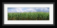 Clouds over a corn field, Christian County, Illinois, USA Fine Art Print