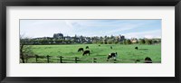 Cows grazing in a field with a city in the background, Arundel, Sussex, West Sussex, England Fine Art Print