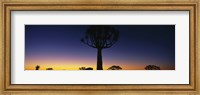 Africa, Namibia, Kokerboom Preserve, Quiver Tree Fine Art Print