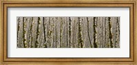 Trees in the forest, Red Alder Tree, Olympic National Park, Washington State, USA Fine Art Print