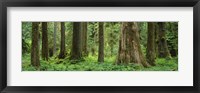 Trees in a rainforest, Hoh Rainforest, Olympic National Park, Washington State, USA Fine Art Print