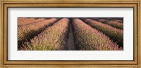 Rows Lavender Field, Pays De Sault Provence, France Fine Art Print