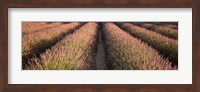 Rows Lavender Field, Pays De Sault Provence, France Fine Art Print