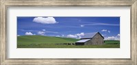 Cows and a barn in a wheat field, Washington State, USA Fine Art Print