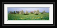 Peartrees Fields Aargau Switzerland Fine Art Print