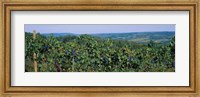 Bunch of grapes in a vineyard, Finger Lakes region, New York State, USA Fine Art Print