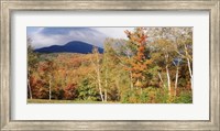 Trees on a field in front of a mountain, Mount Washington, White Mountain National Forest, Bartlett, New Hampshire, USA Fine Art Print