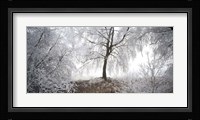 Birch trees covered with snow, Switzerland Fine Art Print