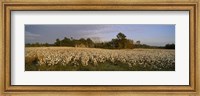 Cotton plants in a field, North Carolina, USA Fine Art Print