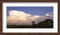 Clouds over a forest, Moremi Game Reserve, Botswana Fine Art Print