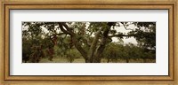 Apple trees in an orchard, Sebastopol, Sonoma County, California, USA Fine Art Print