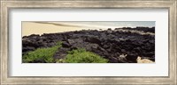 Lava rocks at a coast, Floreana Island, Galapagos Islands, Ecuador Fine Art Print