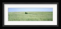 Grass on a field, Prairie Grass, Iowa, USA Fine Art Print