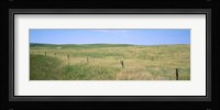 Grass on a field, Cherry County, Nebraska, USA Fine Art Print