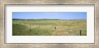 Grass on a field, Cherry County, Nebraska, USA Fine Art Print