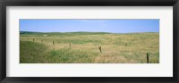 Grass on a field, Cherry County, Nebraska, USA Fine Art Print