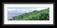Vineyard on a hillside in front of a lake, Lake Geneva, Rivaz, Vaud, Switzerland Fine Art Print