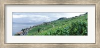 Vineyard on a hillside in front of a lake, Lake Geneva, Rivaz, Vaud, Switzerland Fine Art Print