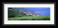 Vineyards, Rivaz, Switzerland Fine Art Print