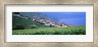 Vineyards, Rivaz, Switzerland Fine Art Print