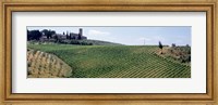Vineyards and Olive Grove outside San Gimignano Tuscany Italy Fine Art Print