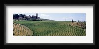 Vineyards and Olive Grove outside San Gimignano Tuscany Italy Fine Art Print