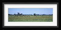 Red Lechwee Moremi Game Reserve Botswana Africa Fine Art Print