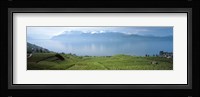 Vineyard at the lakeside, Lake Geneva, Switzerland Fine Art Print