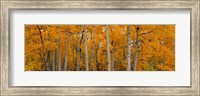 Quaking Aspens Dixie National Forest UT Fine Art Print