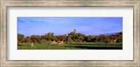Giraffes in a field, Moremi Wildlife Reserve, Botswana, South Africa Fine Art Print