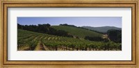 Vineyard on a landscape, Napa Valley, California, USA Fine Art Print