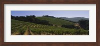 Vineyard on a landscape, Napa Valley, California, USA Fine Art Print