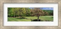 Trees on a field, Davidson River Campground, Pisgah National Forest, Brevard, North Carolina, USA Fine Art Print