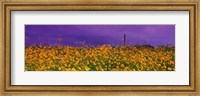 Field Coreopsis Flowers, Texas, USA Fine Art Print