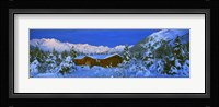 Cabin Mount Alyeska, Alaska, USA Fine Art Print