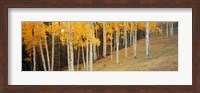 Aspen trees in a field, Ouray County, Colorado, USA Fine Art Print
