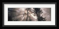 Trees Redwood National Park, California, USA Fine Art Print