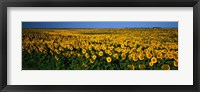Field of Sunflowers ND USA Fine Art Print