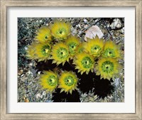 High angle view of cactus flowers, Big Bend National Park, Texas, USA Fine Art Print