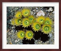 High angle view of cactus flowers, Big Bend National Park, Texas, USA Fine Art Print
