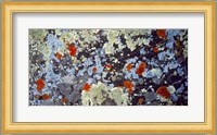 Lichens on Rock CO USA Fine Art Print