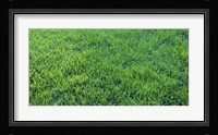 Grass Sacramento CA USA Fine Art Print