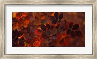 Autumn leaves, Colorado, USA Fine Art Print