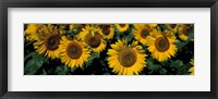 Sunflowers ND USA Fine Art Print
