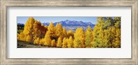 Fall Aspen Trees Telluride CO Fine Art Print