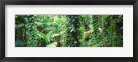Vegetation Seychelles Fine Art Print