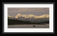 Moose standing on a frozen lake, Wonder Lake, Denali National Park, Alaska, USA Fine Art Print