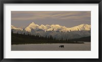 Moose standing on a frozen lake, Wonder Lake, Denali National Park, Alaska, USA Fine Art Print