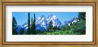 Snow covered peaks, Grand Teton National Park WY Fine Art Print