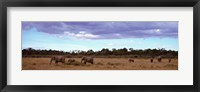 Africa, Kenya, Masai Mara National Reserve, Elephants in national park Fine Art Print